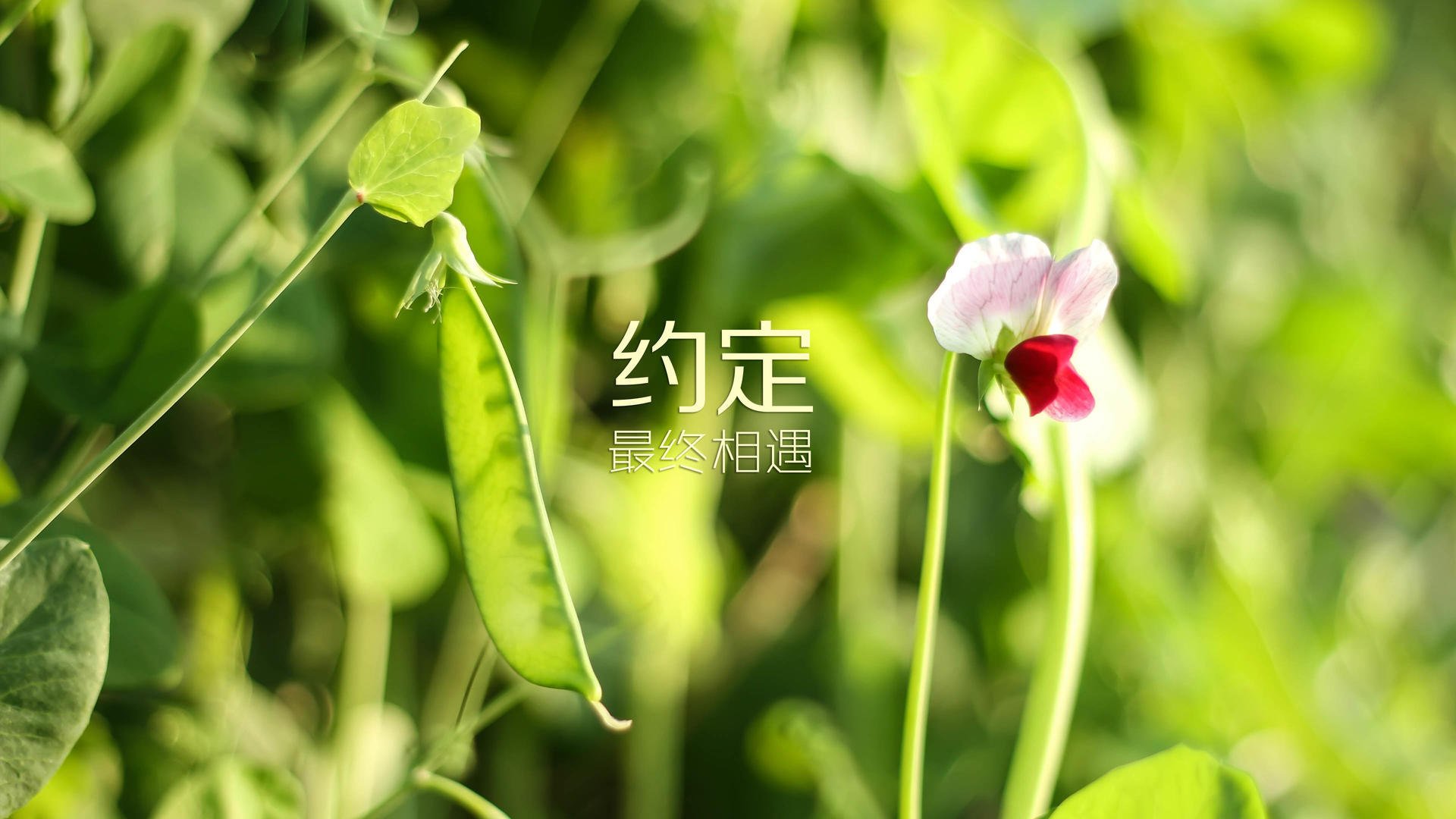 中超联赛数据分析工具应用，中超数据统计