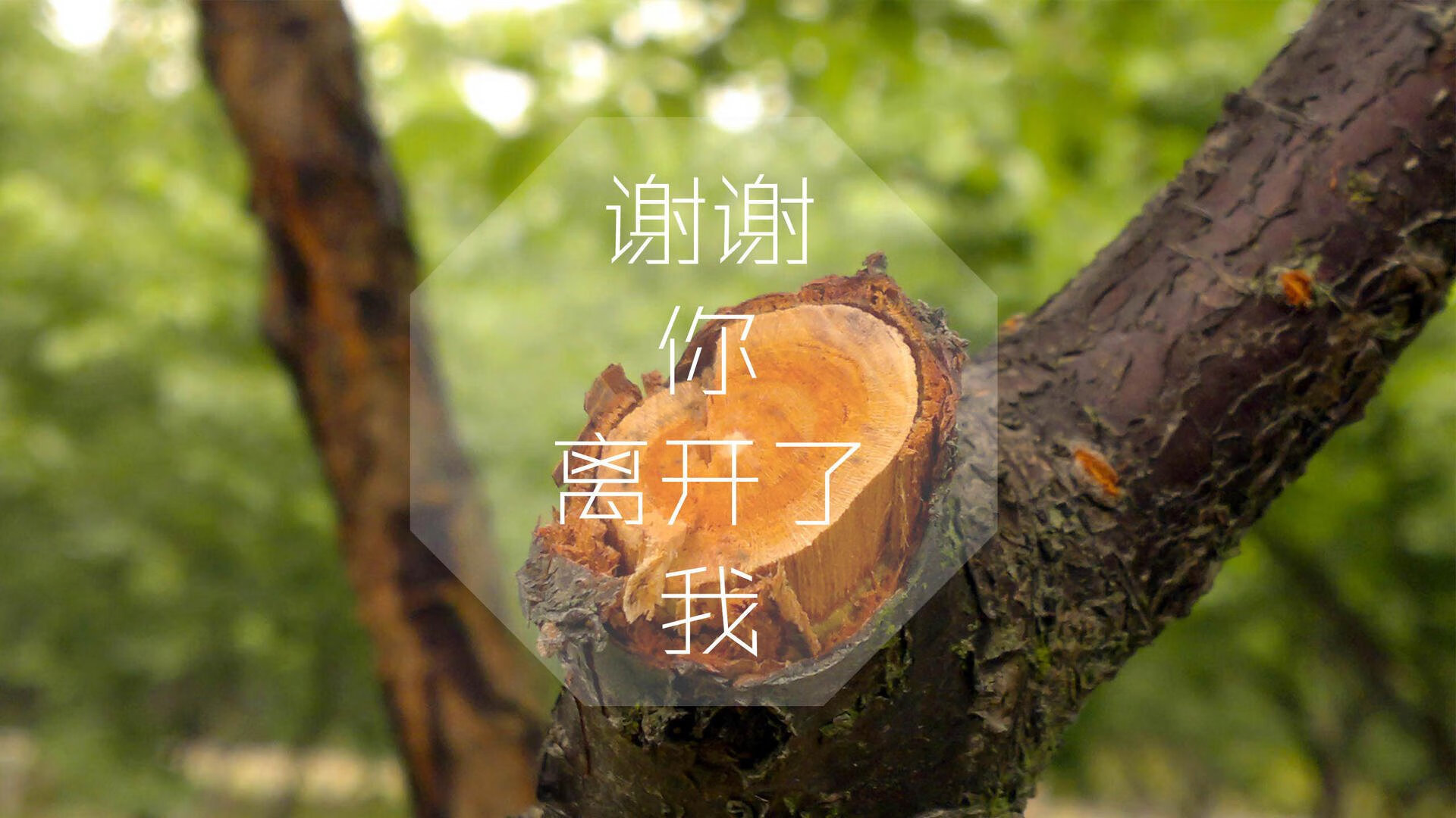 场景还原：世俱杯现场的现场氛围，世俱杯球场