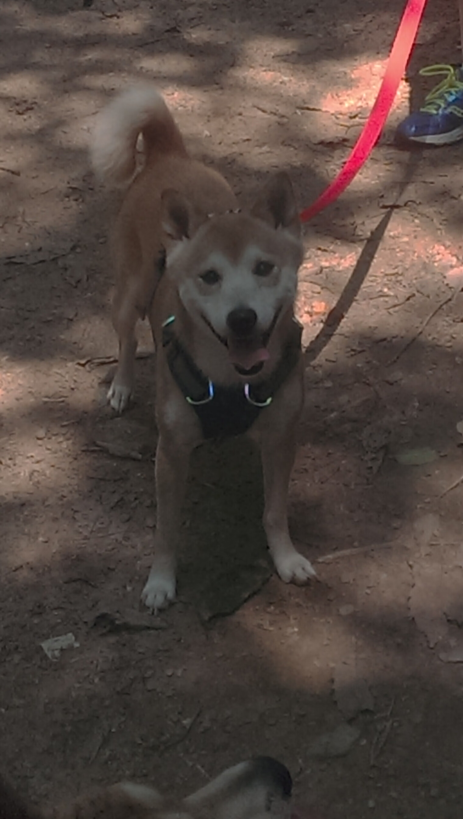 中国女篮快速适应比赛节奏,中国女篮战况如何