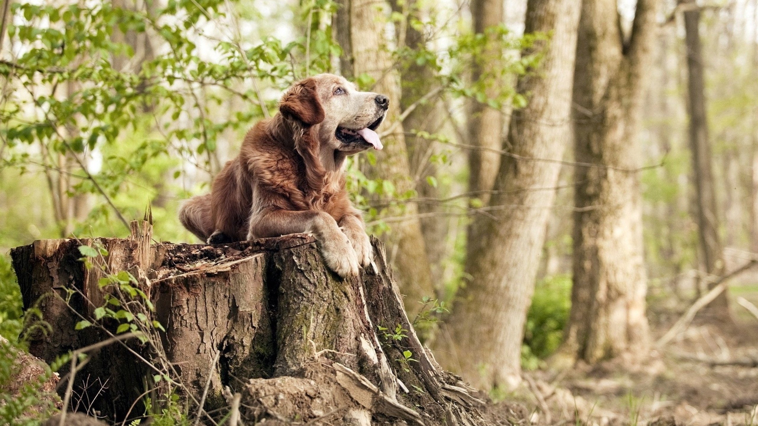 赛事外语服务能力增强助推国际传播，外语大赛